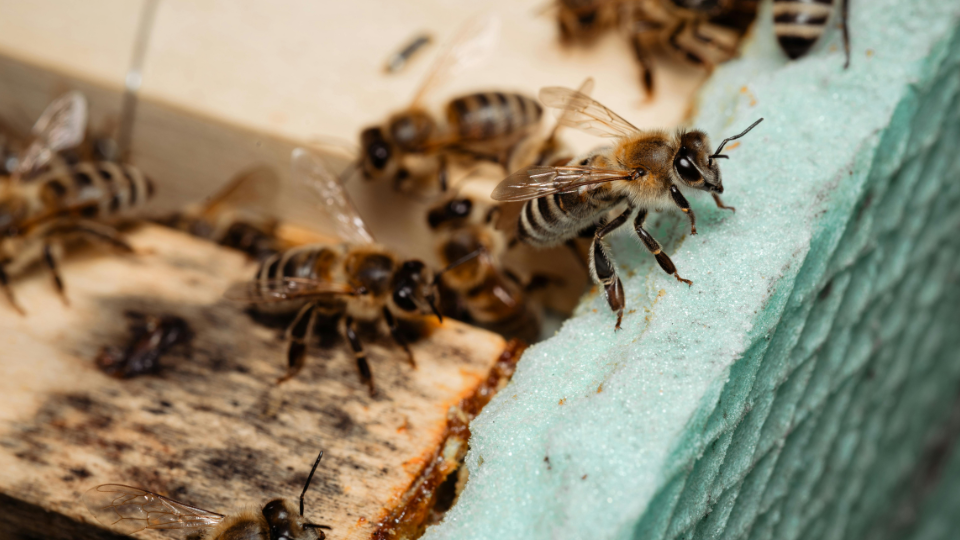 včela moje medonosné